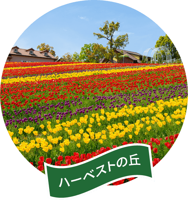 ハーベストの丘